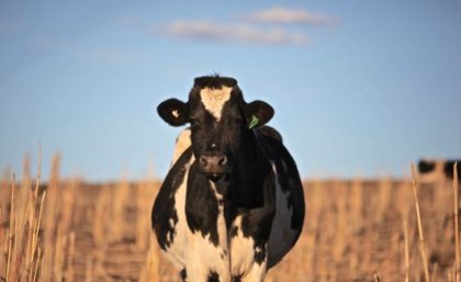 A black and white cow stands in a sorghum field, looking straight at the camera.